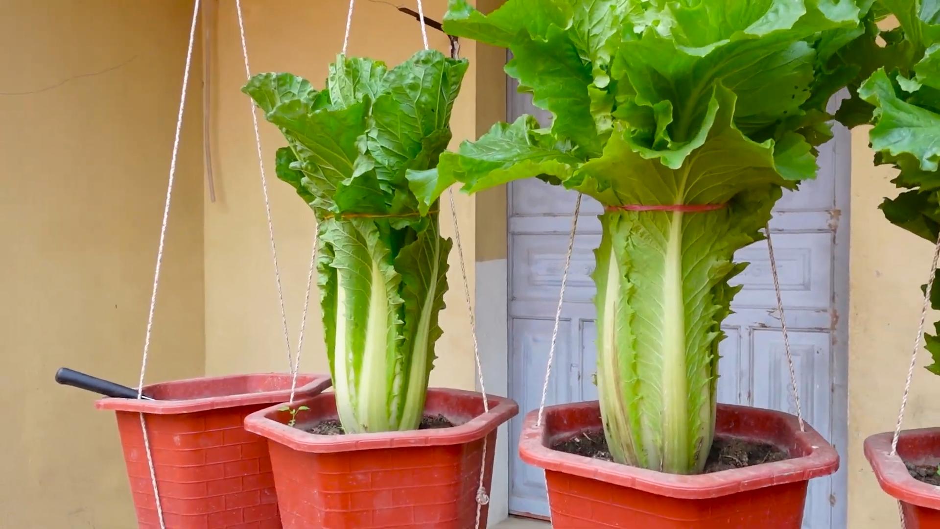 Lettuce garden without garden