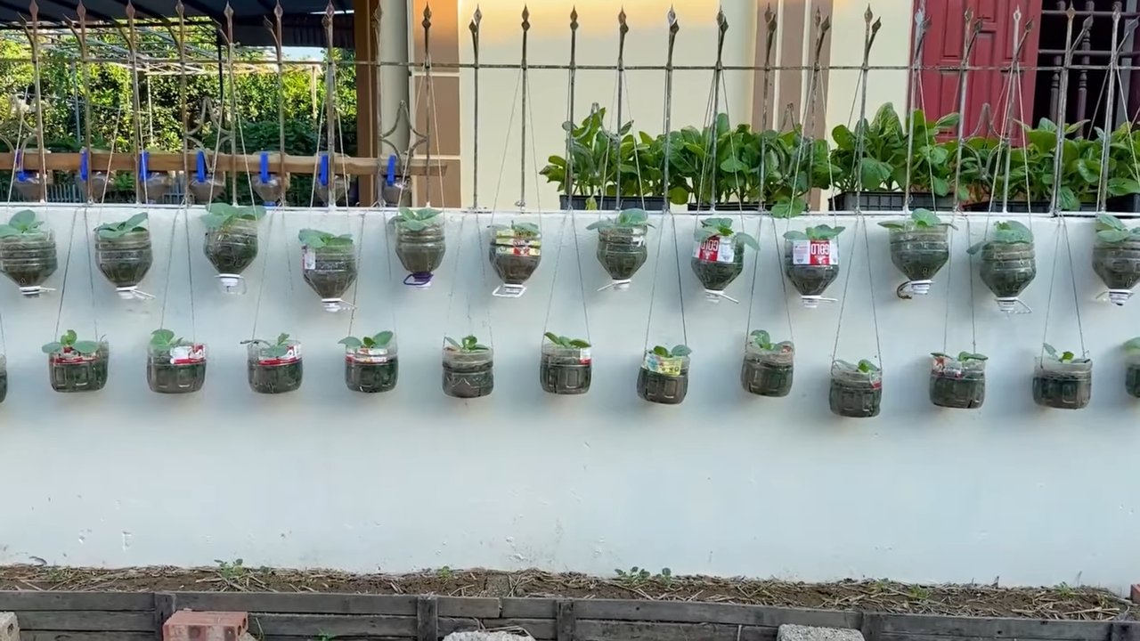 Vertical Cabbage Growing Soil Free