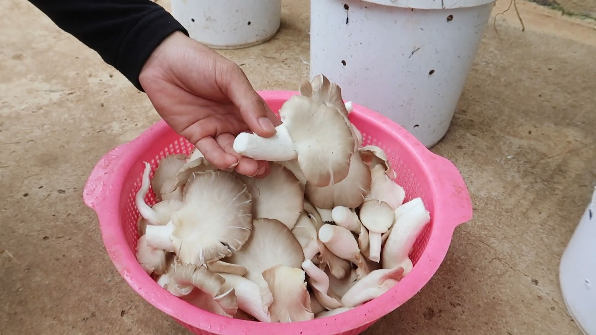 Home mushroom growing