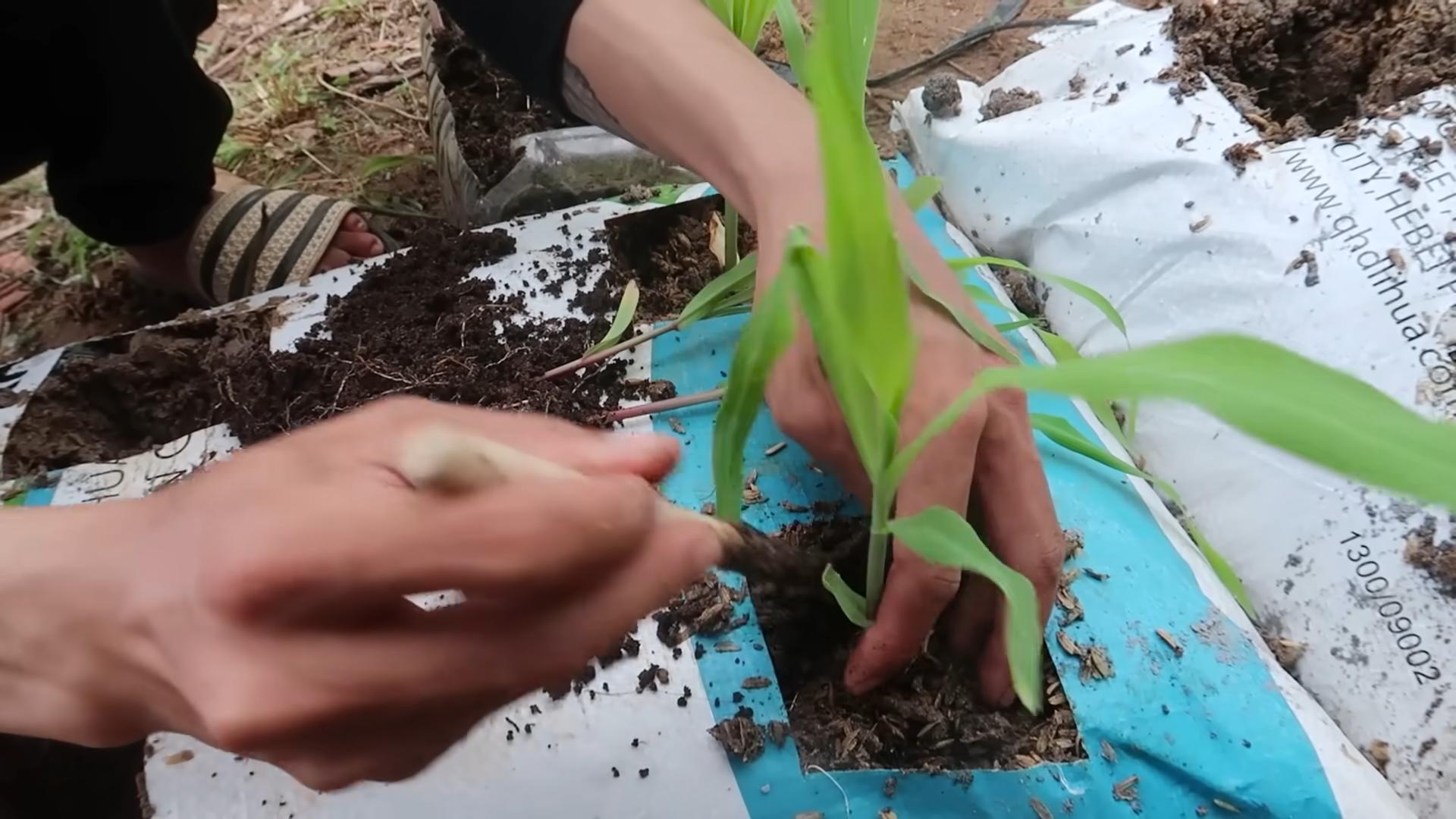 Bagged corn high yield