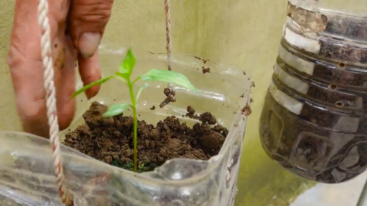 Boost Chili Pepper Harvest