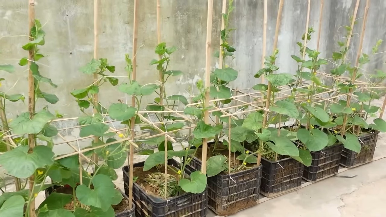 Easy melon growing