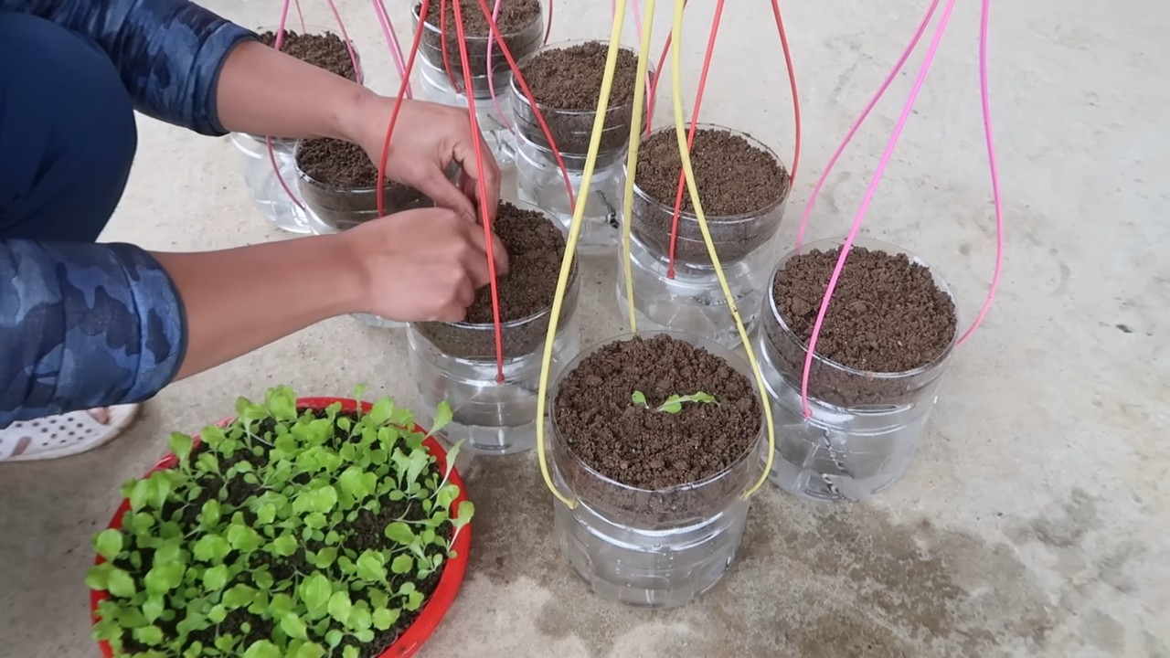 Hanging lettuce soil free