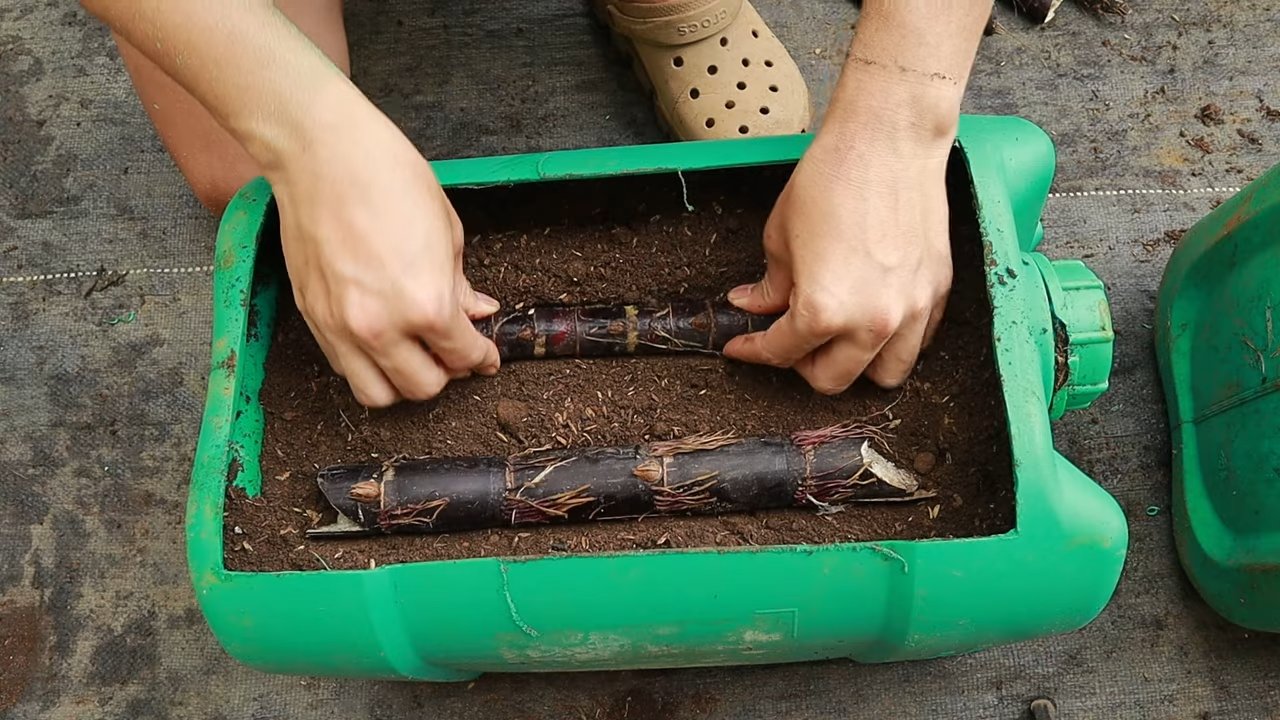 Sugarcane container gardening