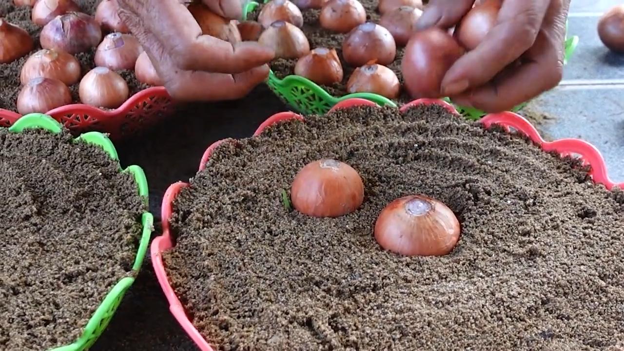 Growing Onions Easy Trick