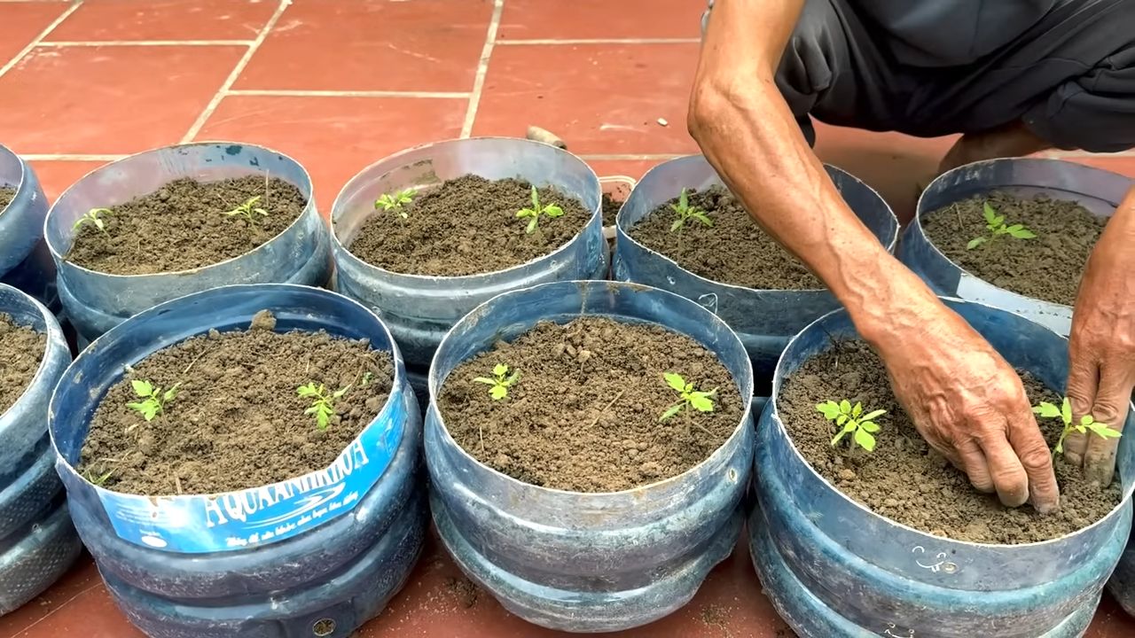 Canned tomatoes gardening hack
