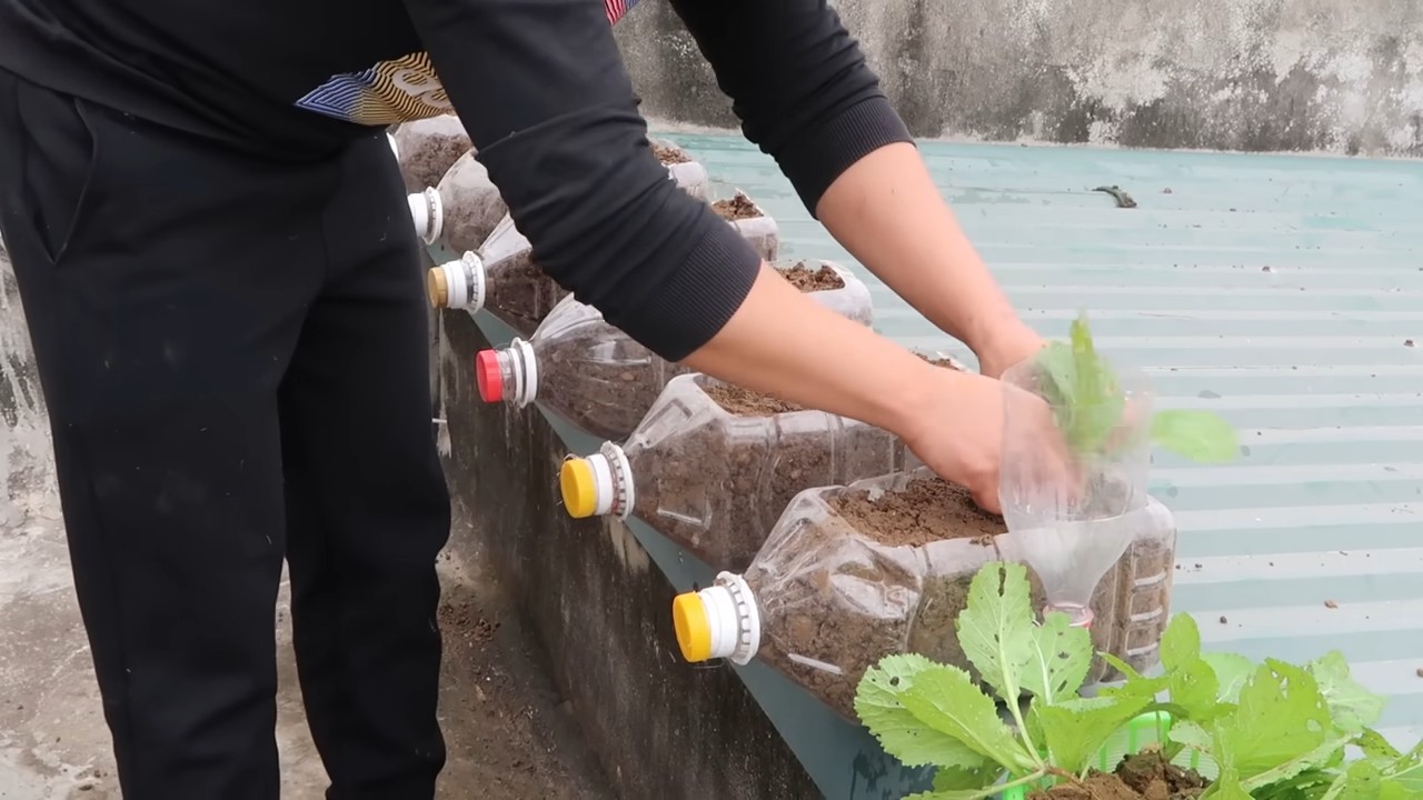 Vegetable growing simple hacks