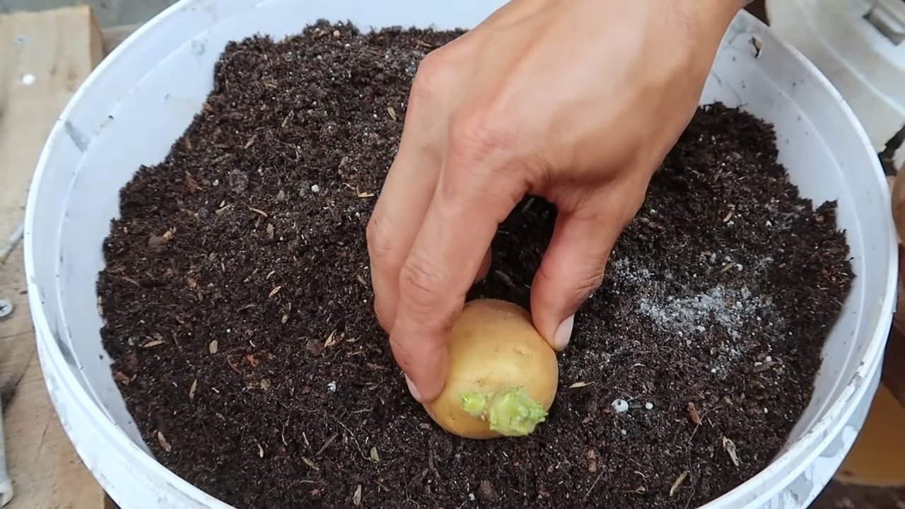 Potato Tub Gardening
