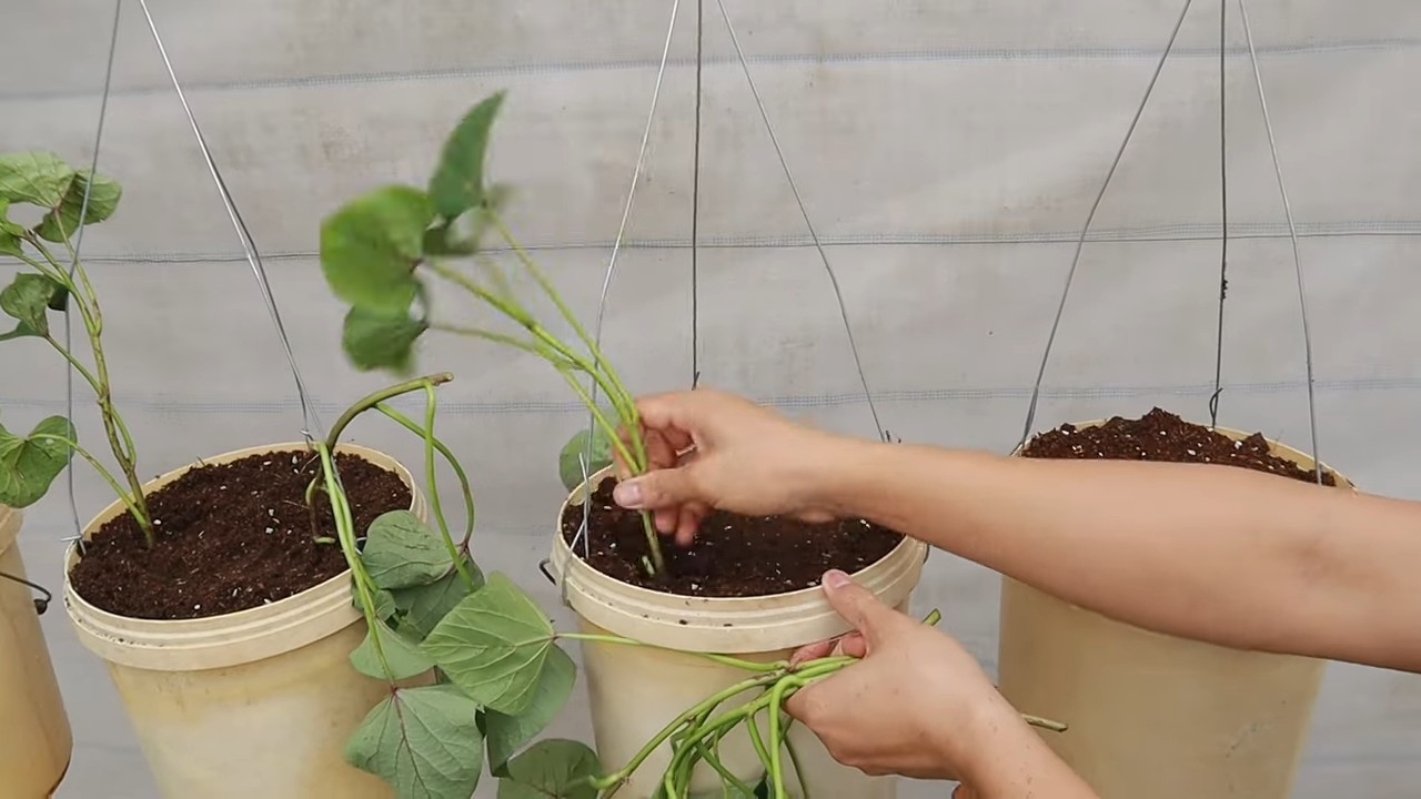 Hanging sweet potato garden