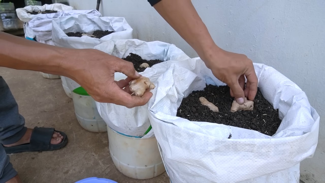 Growing Ginger in Small Pots
