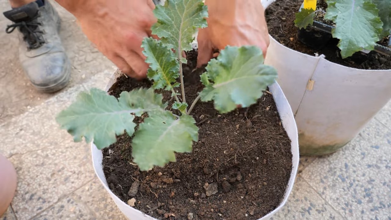 Growing Kale for Continuous Harvest