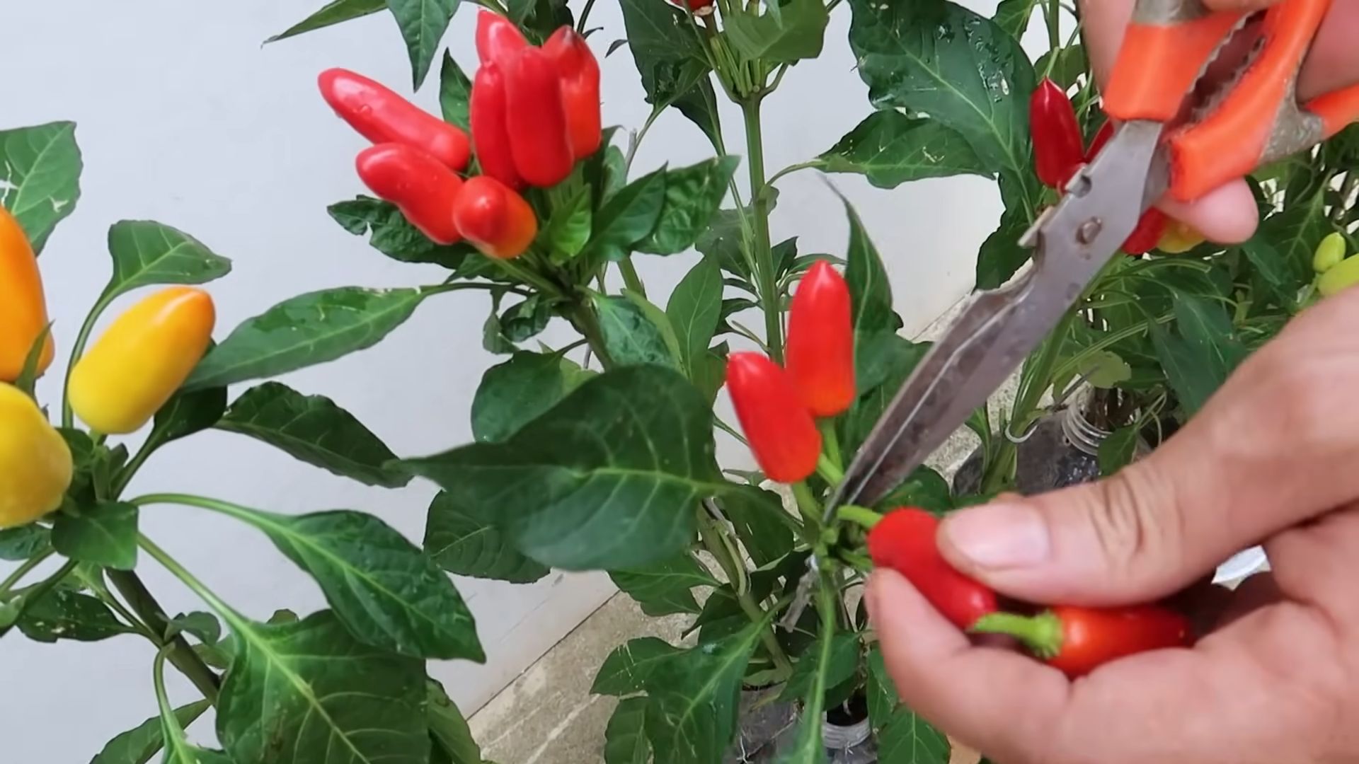 Plastic bottle pepper garden
