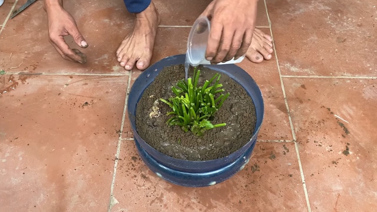 Backyard Celery Growing Hack
