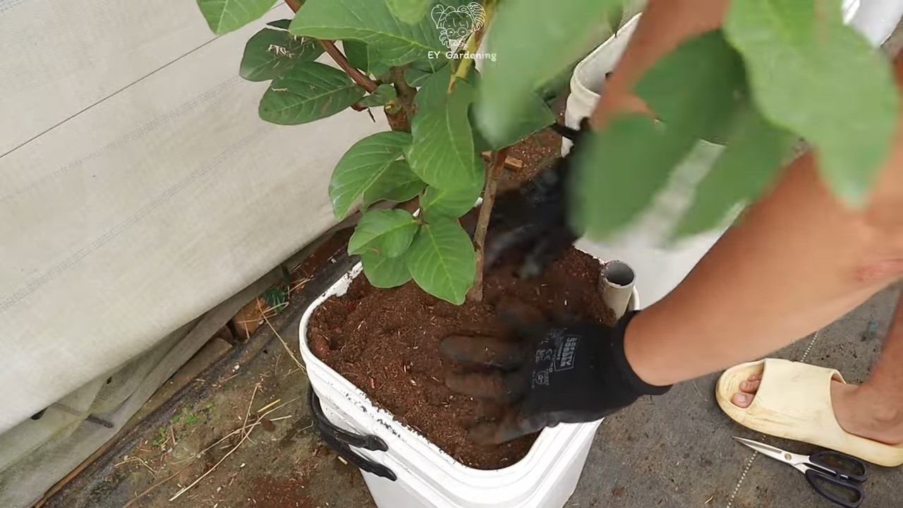 Guava Tree Terrace Growing