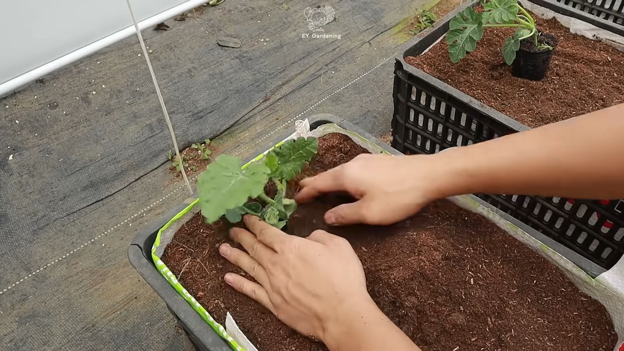 Grow Watermelon Small Spaces