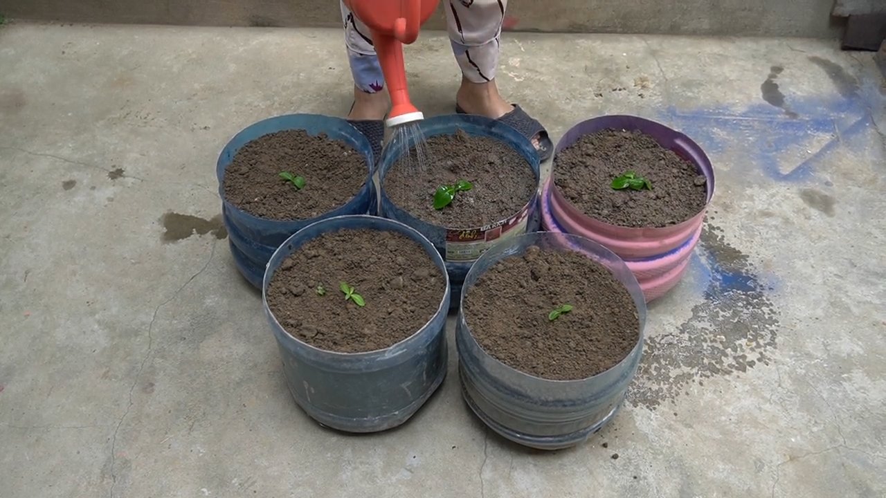 Bottle Cabbage Patch DIY
