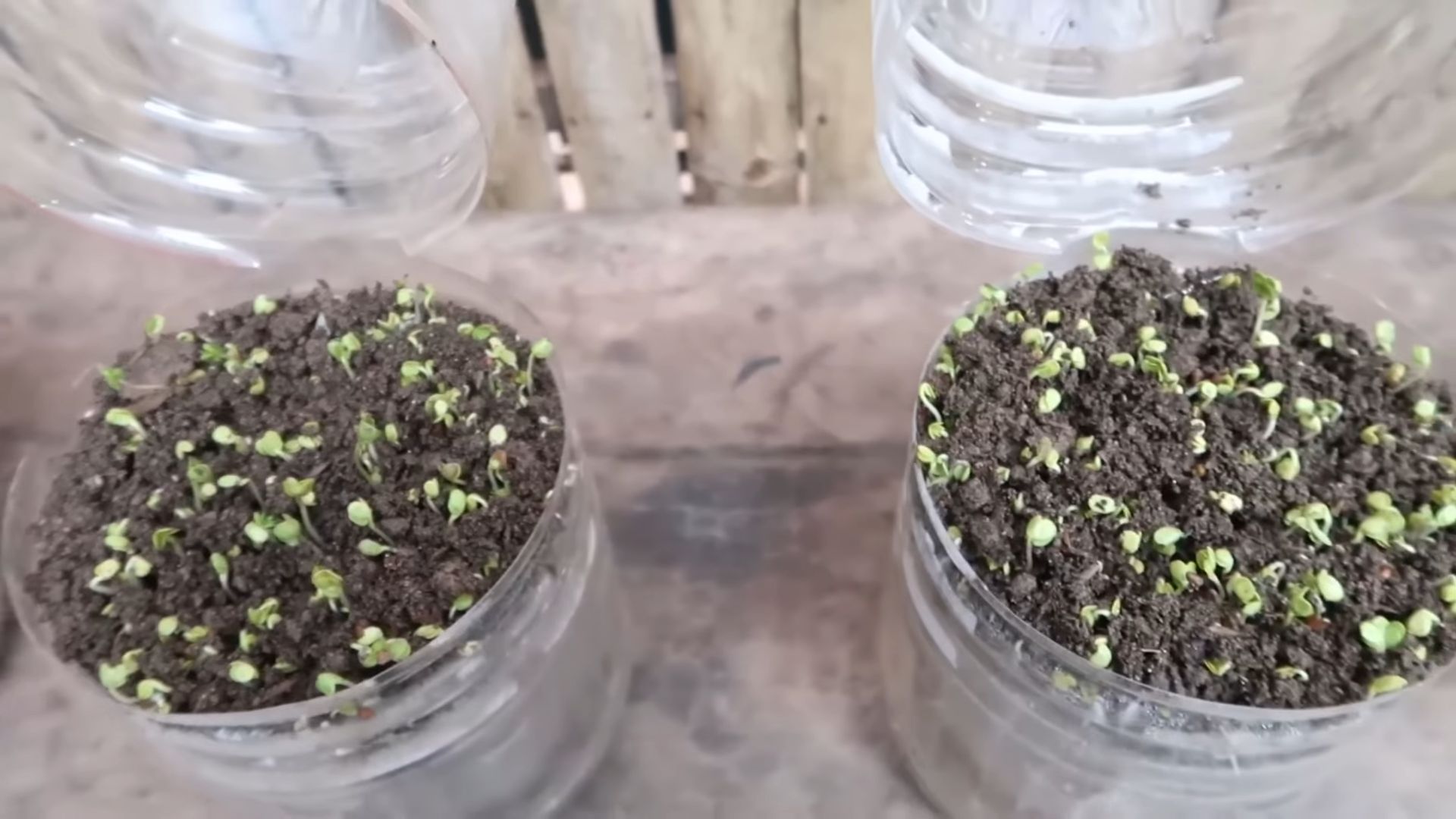 Indoor Microgreens Setup
