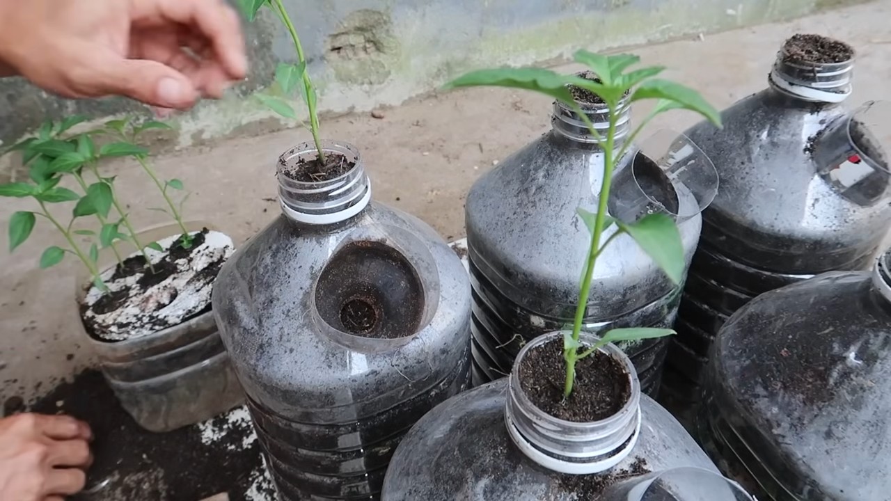 Bottle Grown Peppers