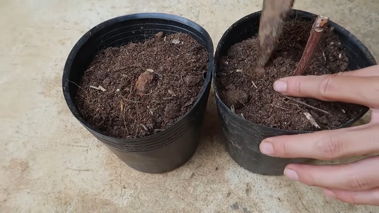 Growing grapes indoors