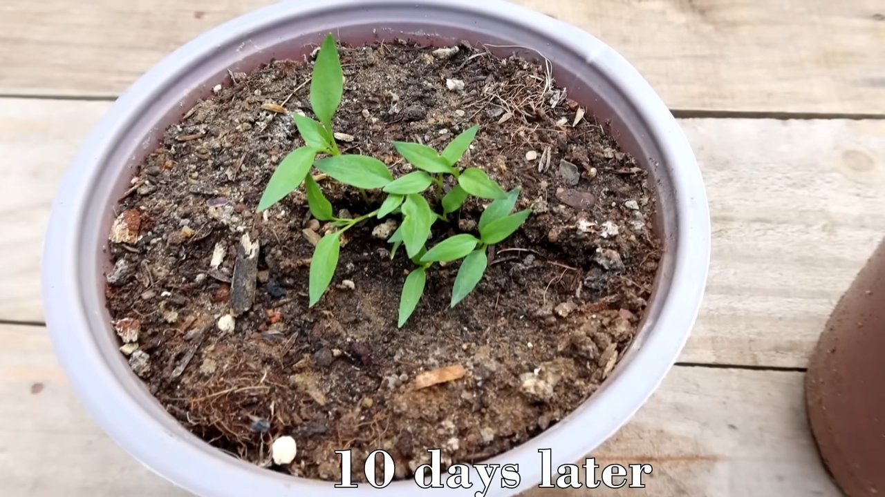 Growing Flavorful Chili Peppers