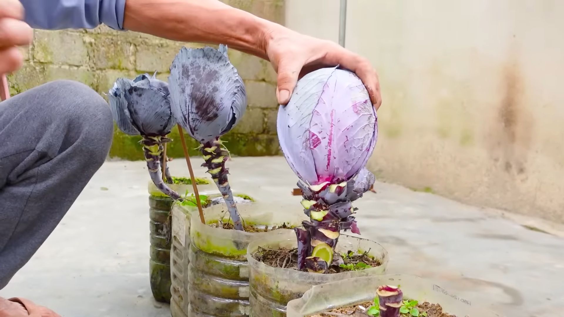 Grow Purple Cabbage at Home