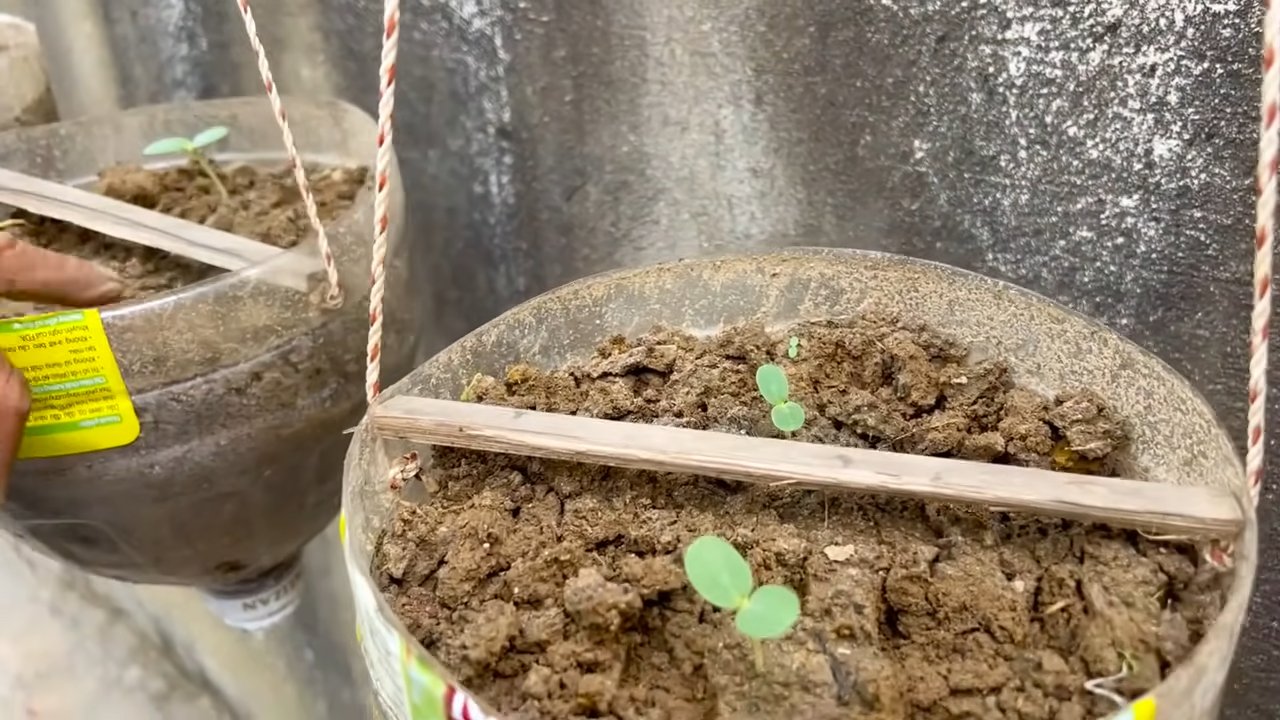 Double melon harvest