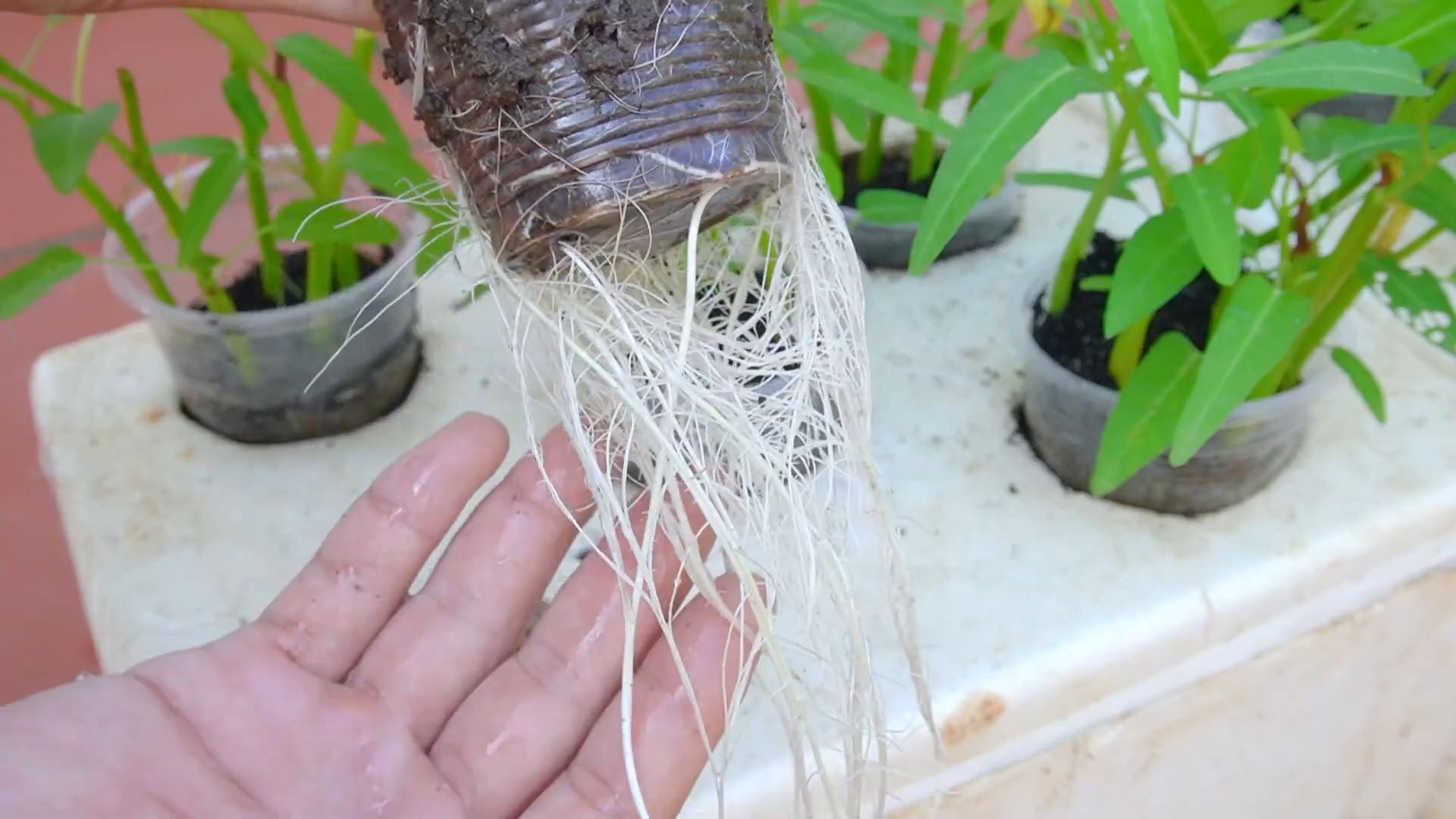 Water spinach self watering