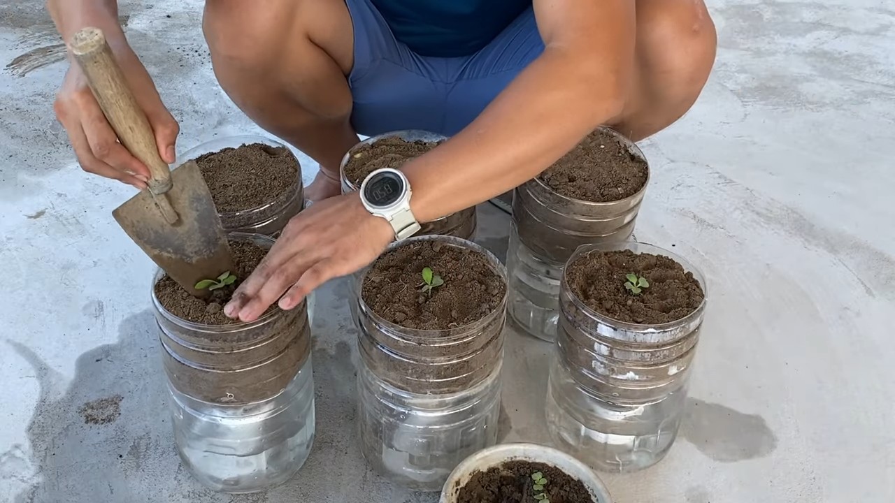 Waterless mustard greens growing