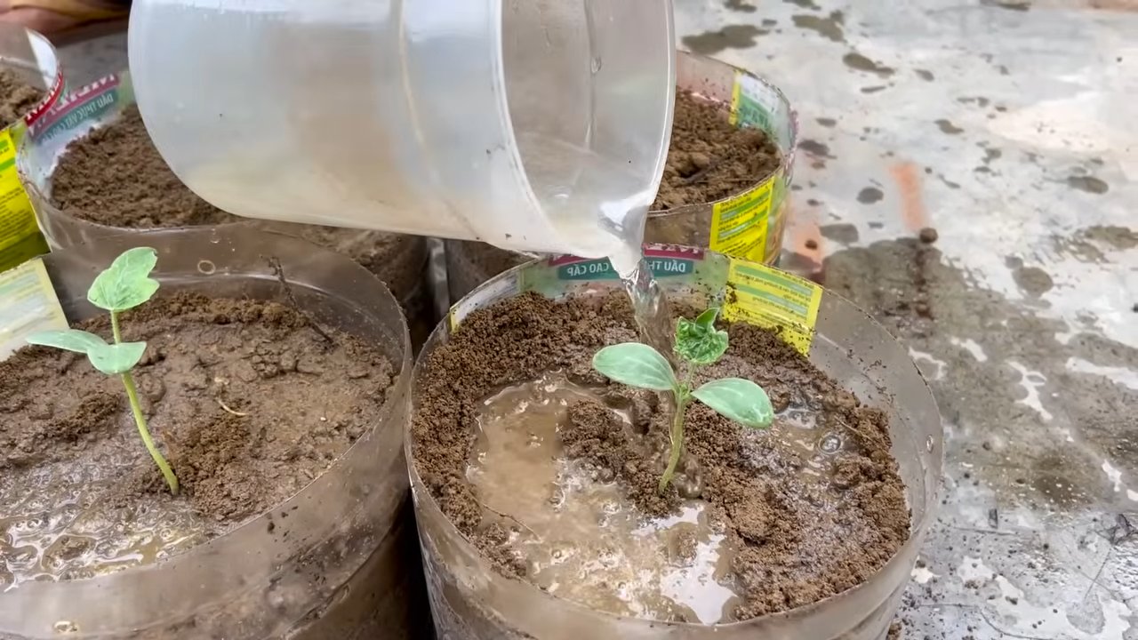 Increase Watermelon Yield Fast