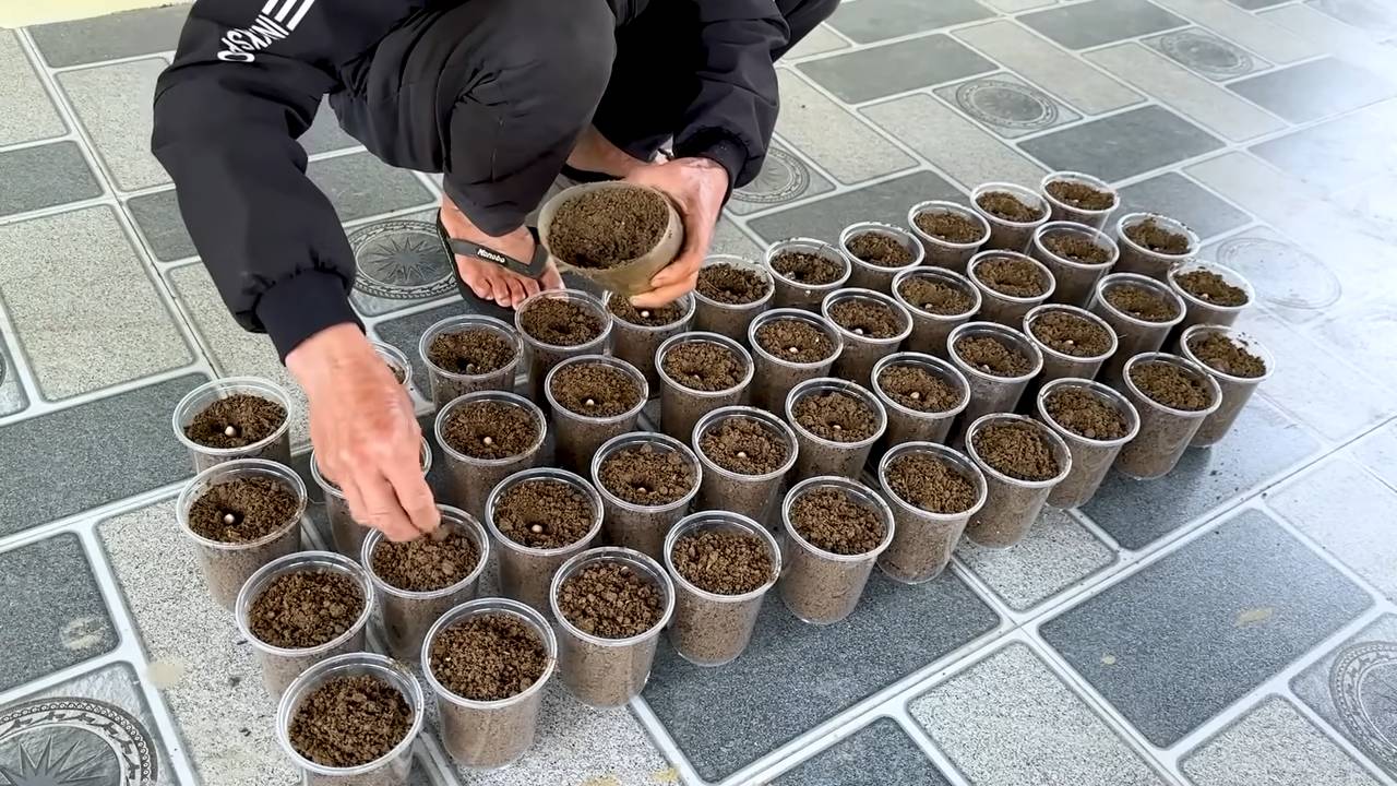 Indoor peanut planting