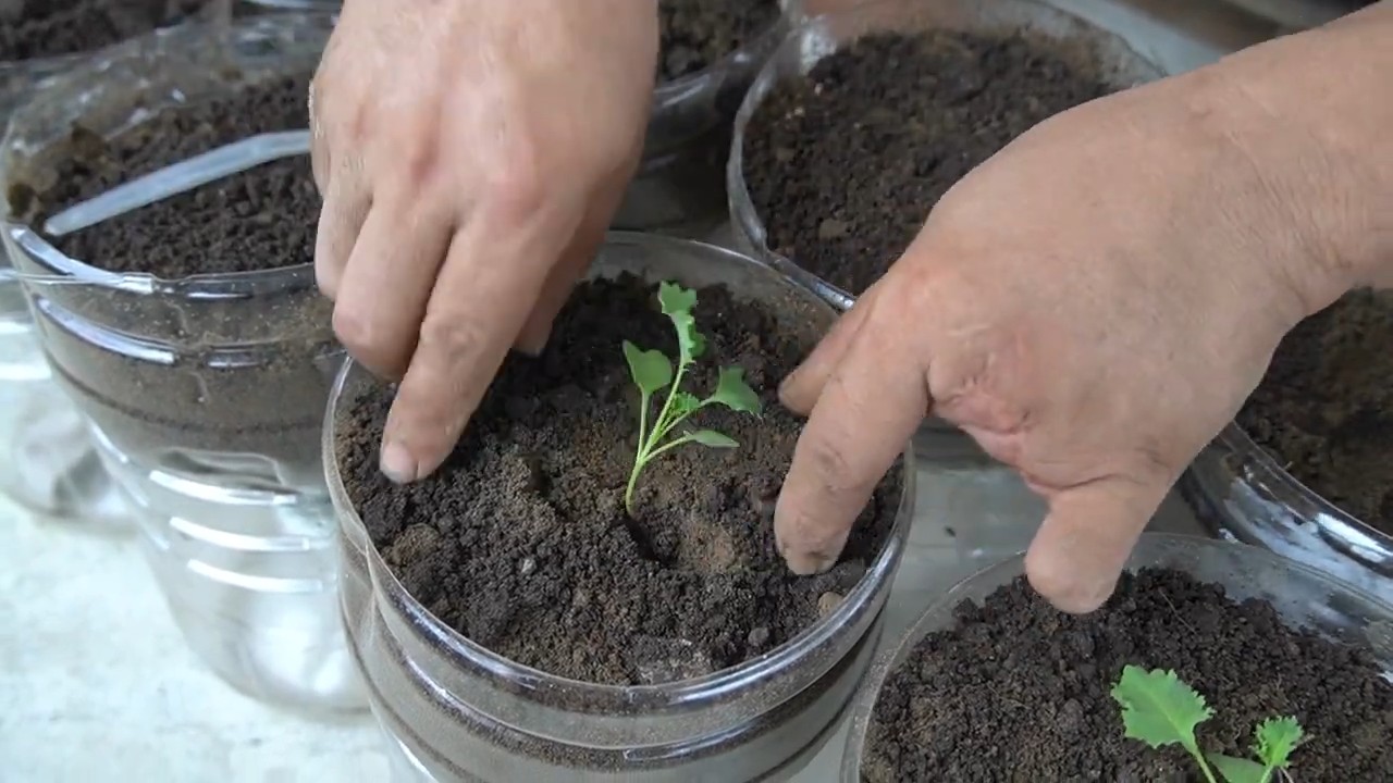 Bottle gardening kale