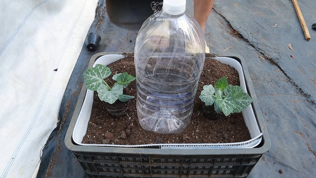 DIY Drip Irrigation Pumpkins Baskets