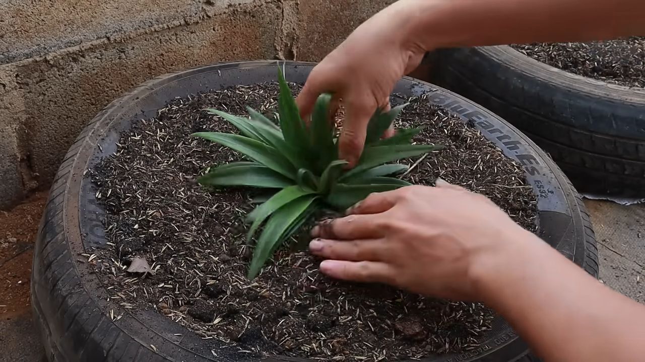 Terrace Pineapple Growing Tips