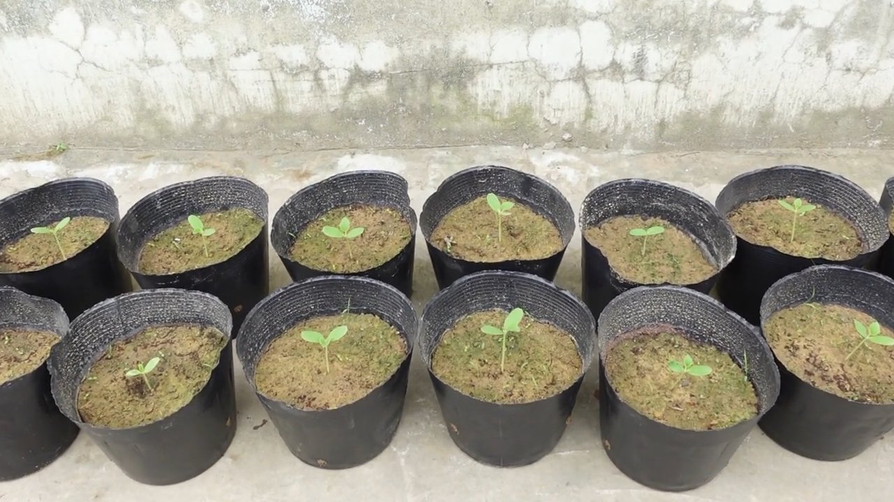 Grow Cantaloupe at Home