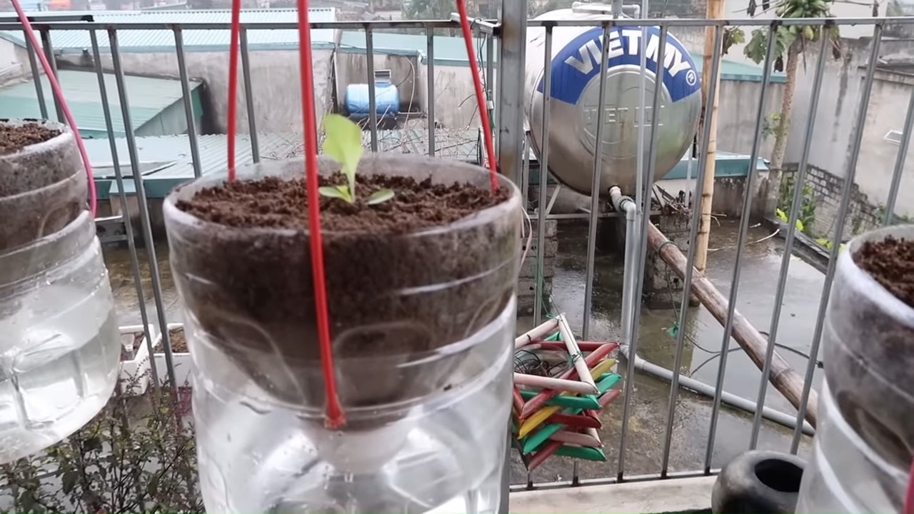 Hanging self watering lettuce garden