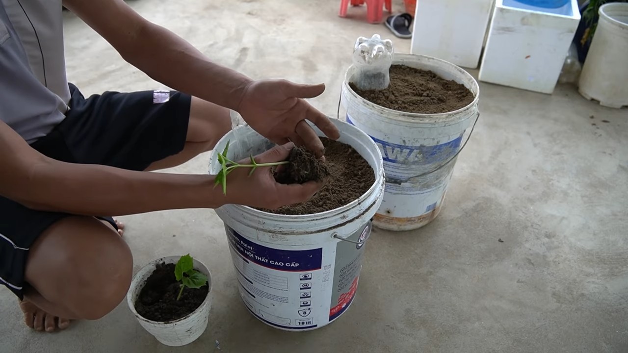 Bitter melon plant growth