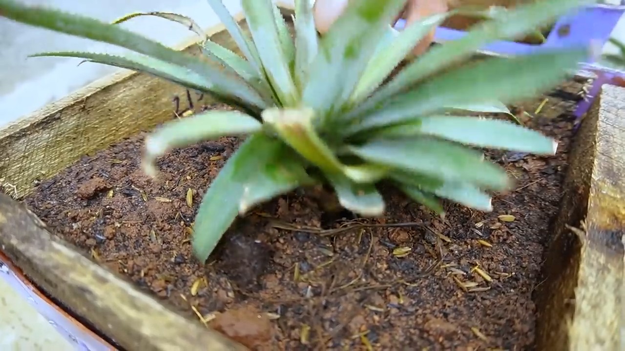DIY pineapple chair planter