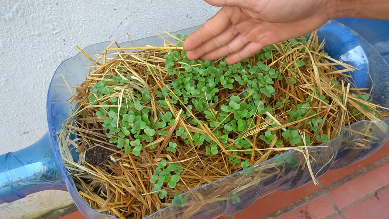 Collard green steady harvest