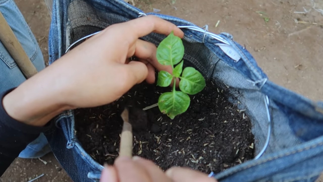 Denim scraps pepper yield