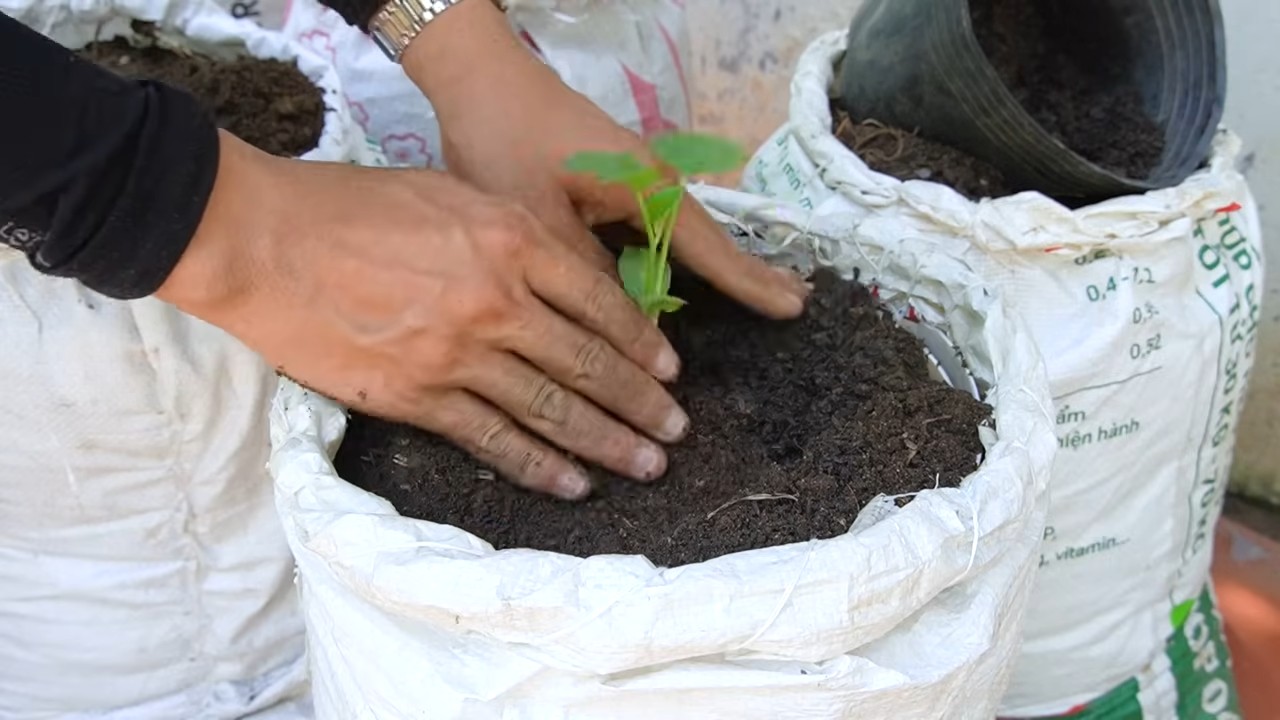 Harvesting Cantaloupe Easy Bag Setup