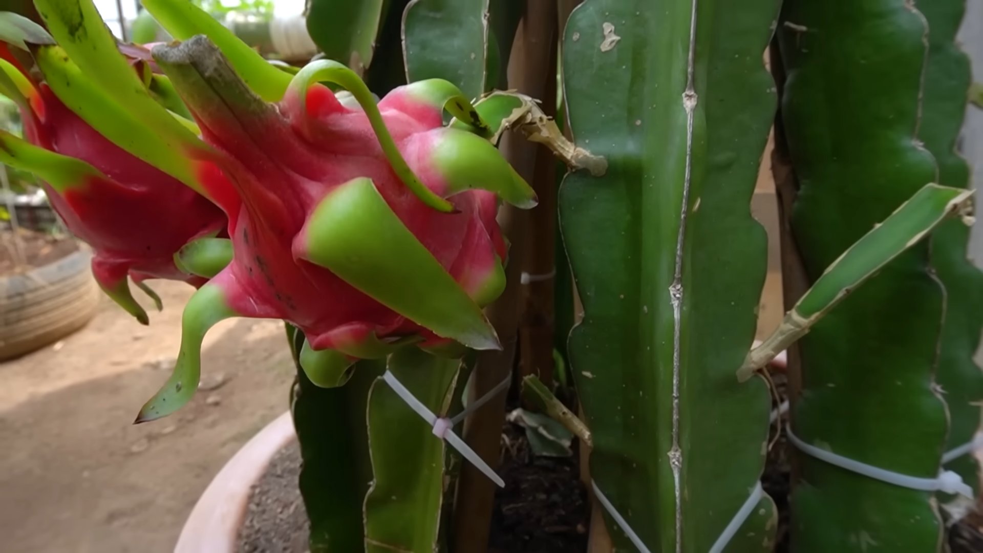 Growing Red Dragon Fruit