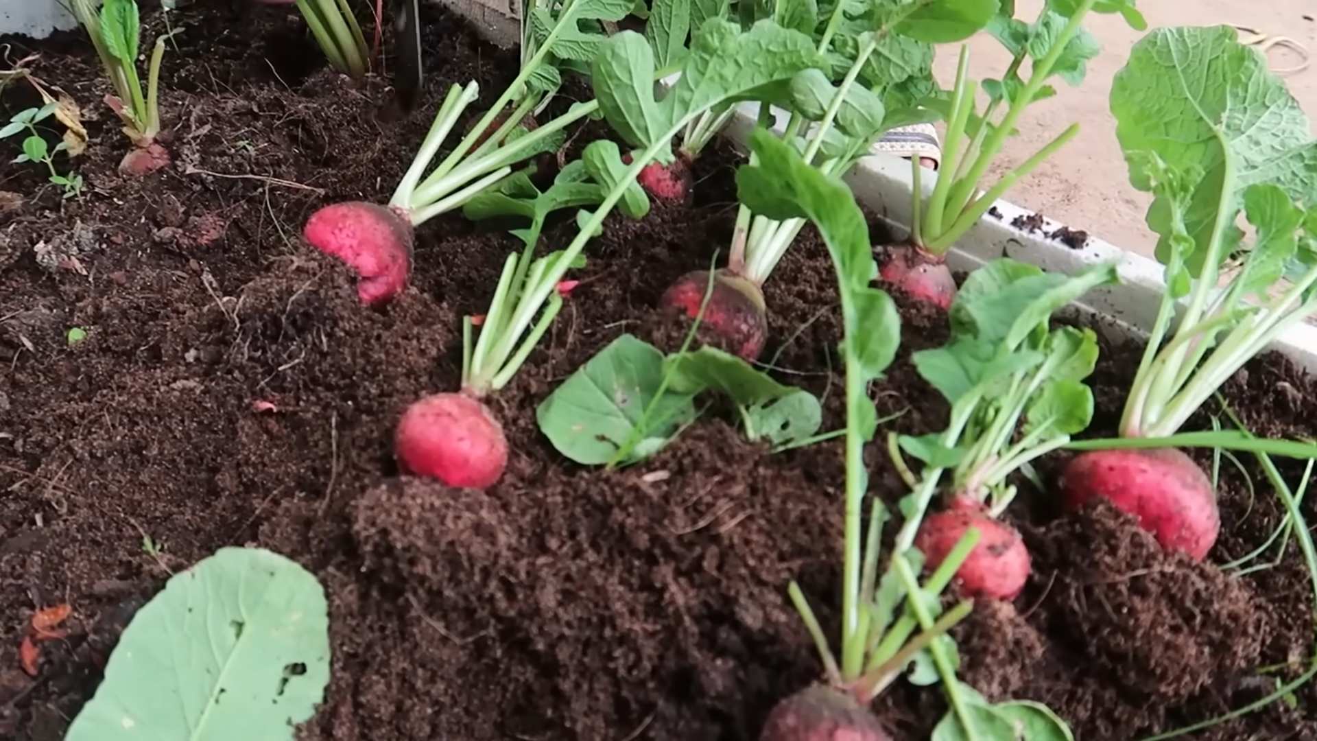 Cold weather radish growing