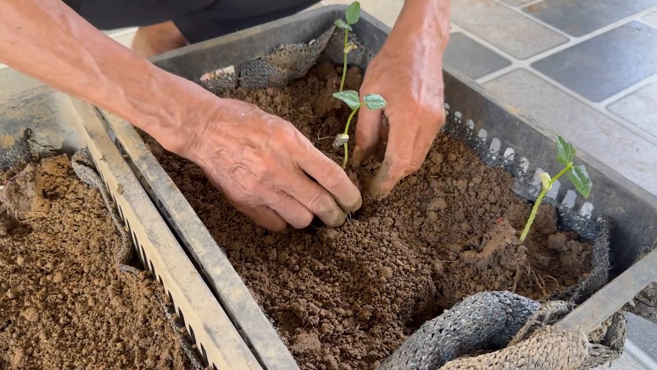 Cowpea no till gardening