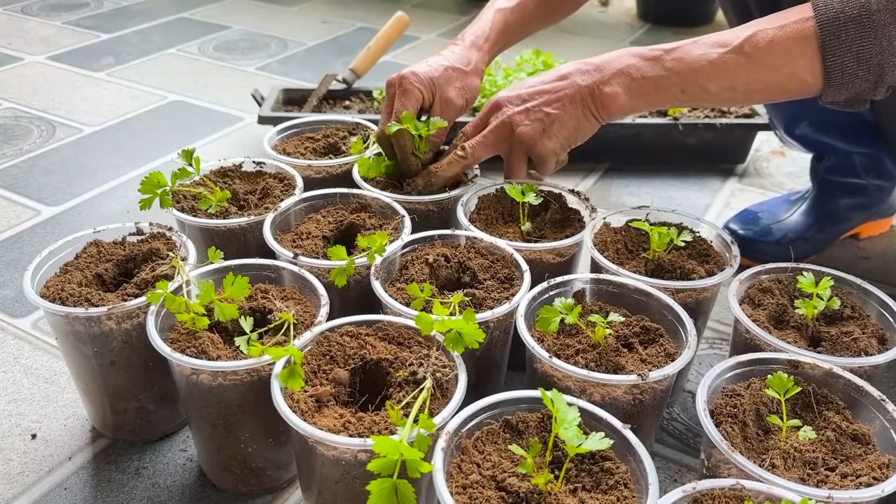 River stones for celery