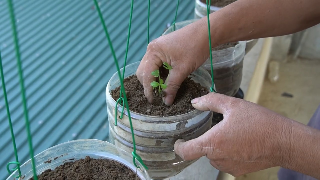 Vertical celery gardening