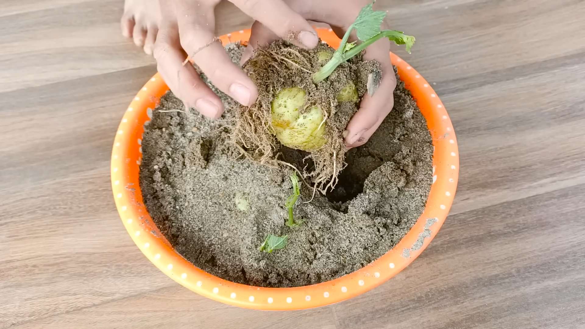 Rooftop Chayote Growing Method