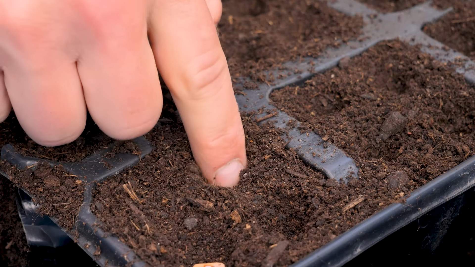 Bush Beans Container Gardening