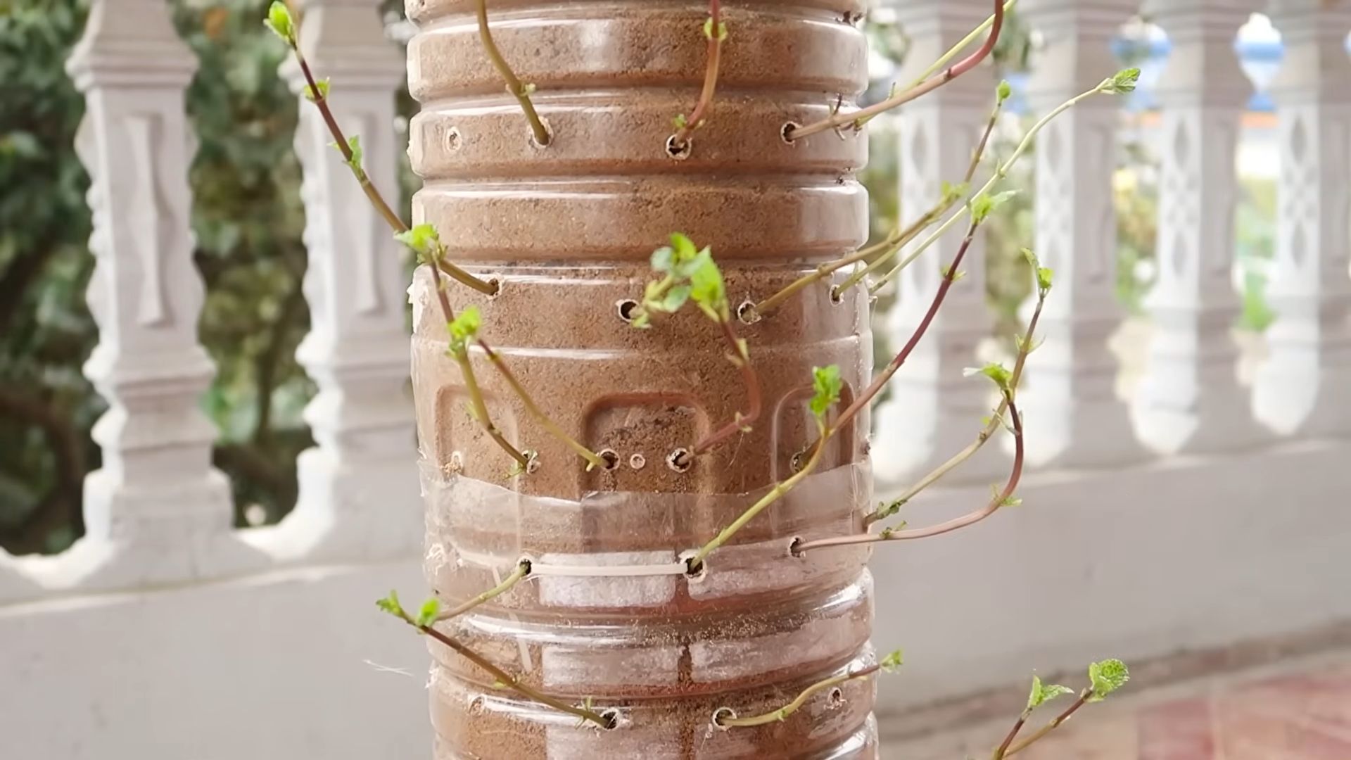 Hanging mint container gardening