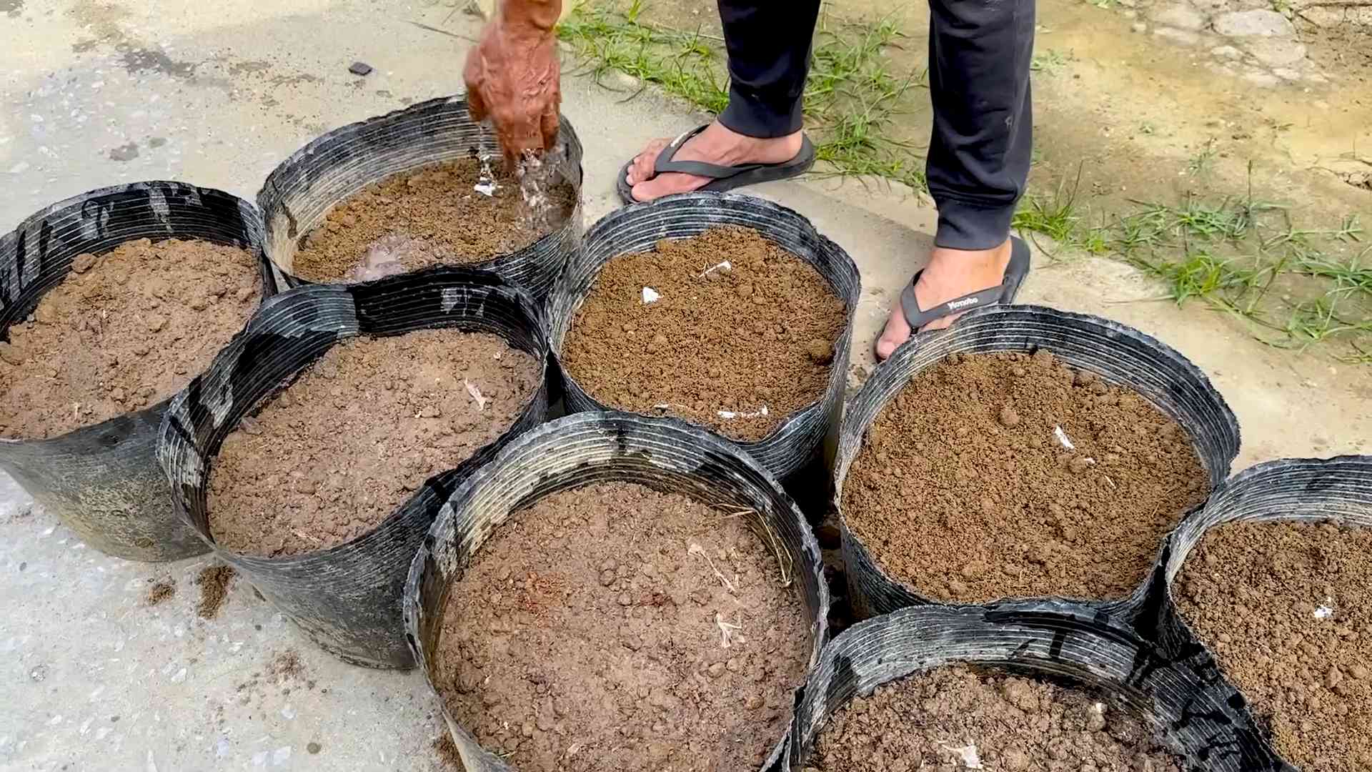 Grow Yardlong Beans Home