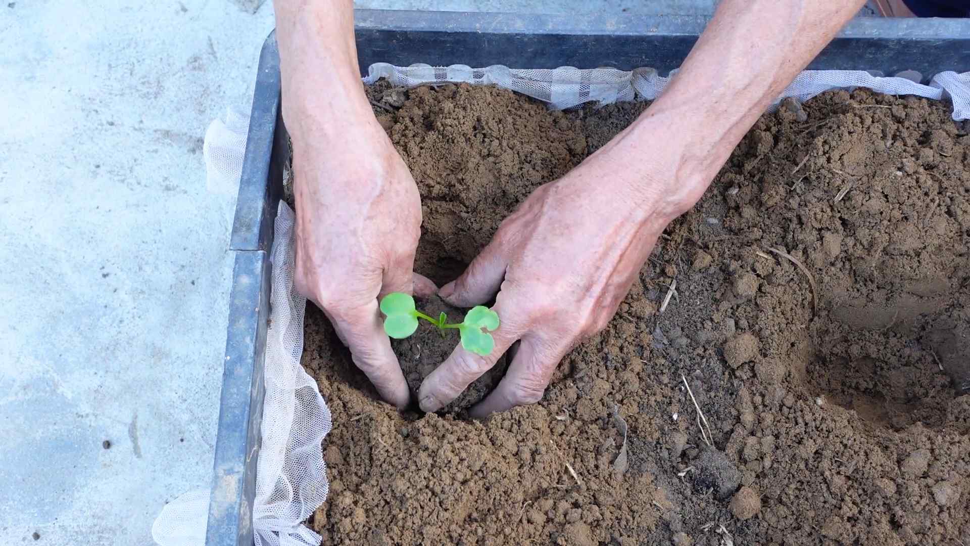 Grow Radish Easily